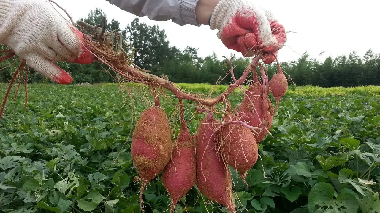 Gants rouges et blancs tenant une récolte de patates douces, la plante grimpante s'étendant sur un champ verdoyant.