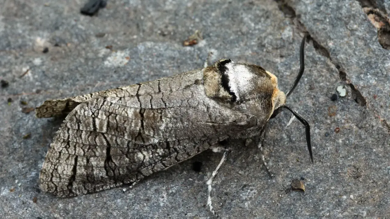 Papillon cossus, camouflage parfait sur le bois. Un danger pour les arbres, mais une merveille pour les yeux.