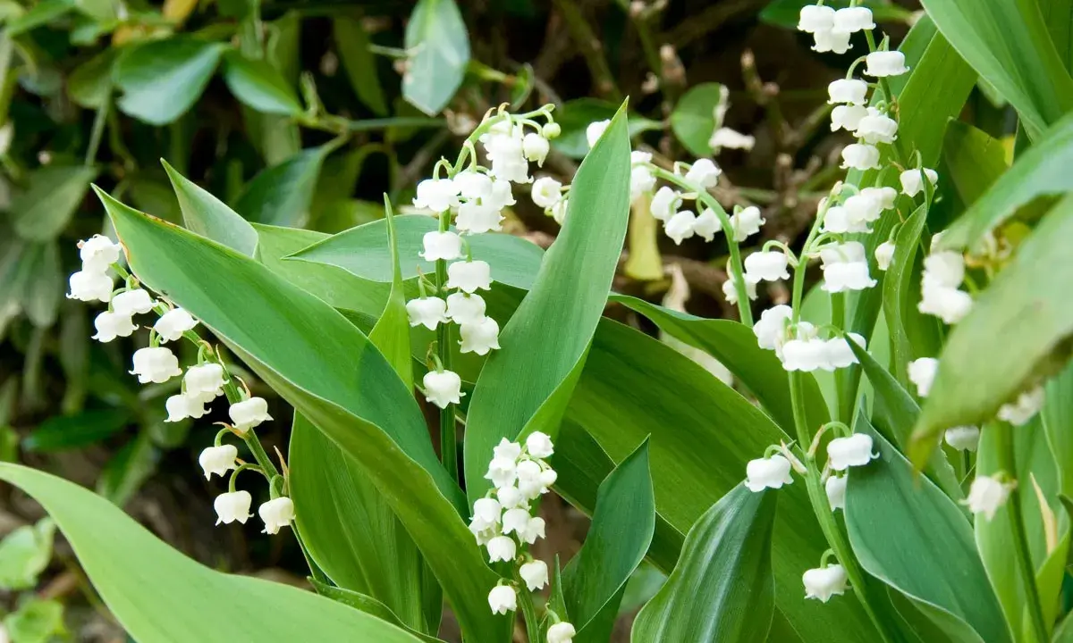 Des clochettes blanches délicates de muguet, parfaites pour savoir où planter muguet au printemps.