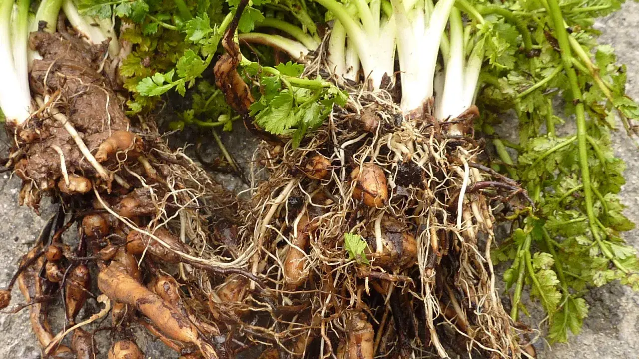 Racines et tubercules de châtaigne de terre, avec des feuilles vertes et des racines fines et entrelacées.