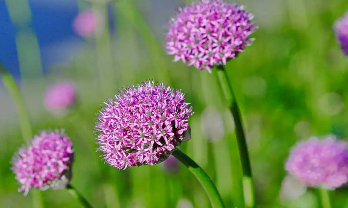 Fleurs d'ail pourpres en gros plan, évoquant la beauté naturelle et le désir de savoir comment faire grossir l'ail pour des récoltes abondantes.