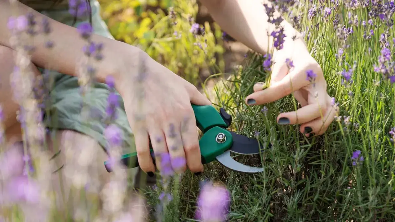 Mains coupant de la lavande avec des ciseaux verts. Les fleurs violettes et les tiges vertes sont visibles.