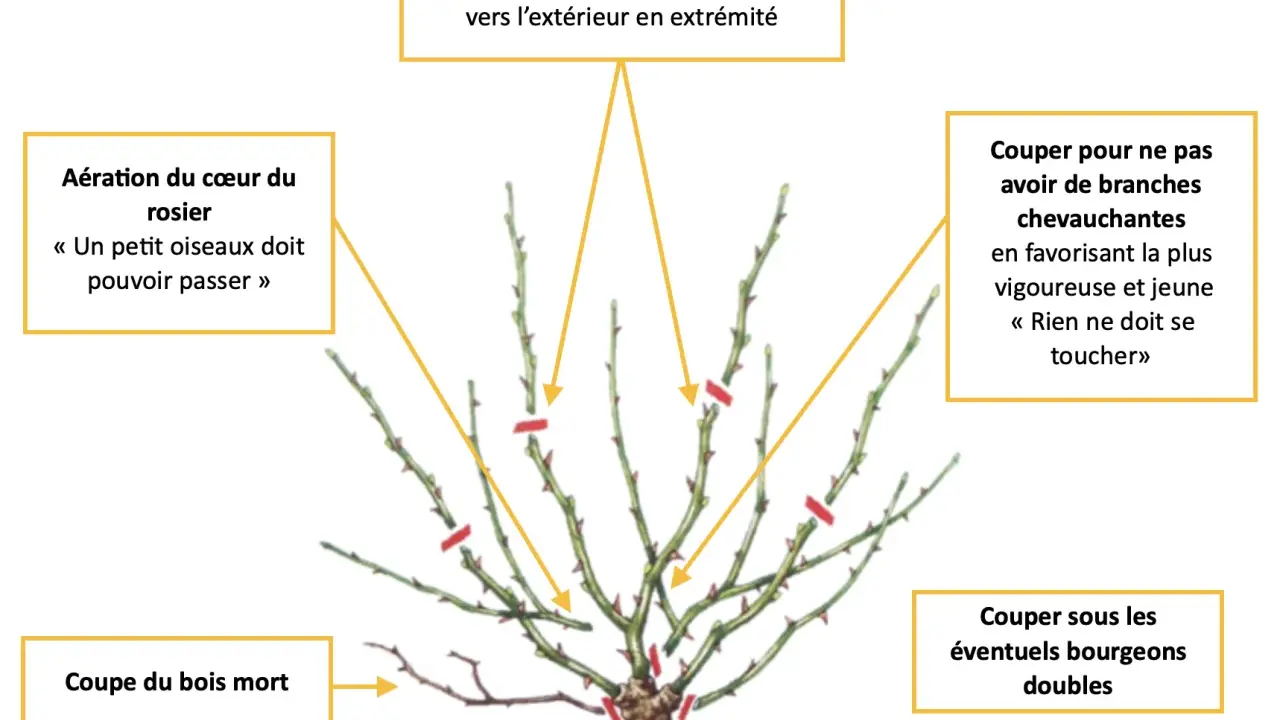 Illustration de la taille d'un rosier grimpant : aérer le cœur, couper le bois mort, et choisir les bourgeons pour une belle croissance.