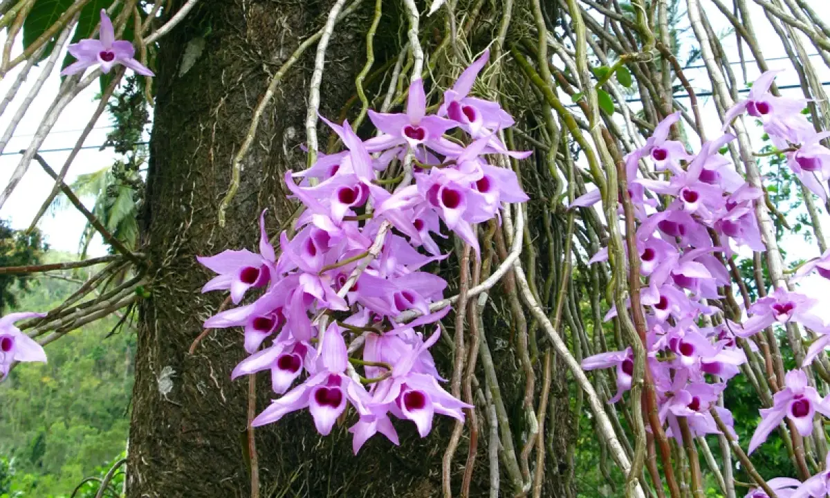 Grappe de fleurs orchidées violettes, une plante épiphyte, s'épanouissant sur un tronc d'arbre couvert de racines aériennes.