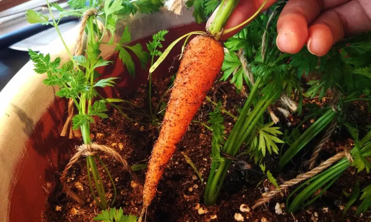 Une main extrait une carotte fraîchement récoltée de son pot. Les semis de carottes poussent bien, leurs fanes vertes bien visibles.