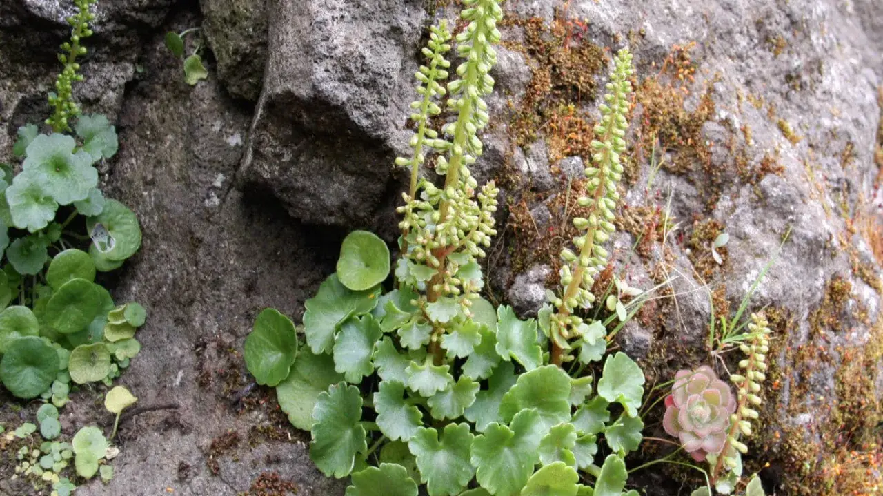 Plantes vertes aux feuilles rondes et dentelées, ressemblant à un nombril de Vénus, poussent sur un rocher couvert de mousse.