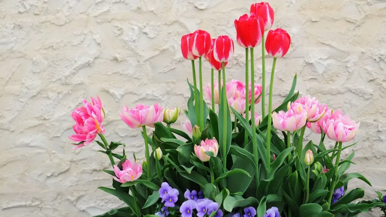 Magnifique jardinière printanière : tulipes roses et rouges, pensées violettes. Idéal pour apprendre comment planter des tulipes en jardinière.