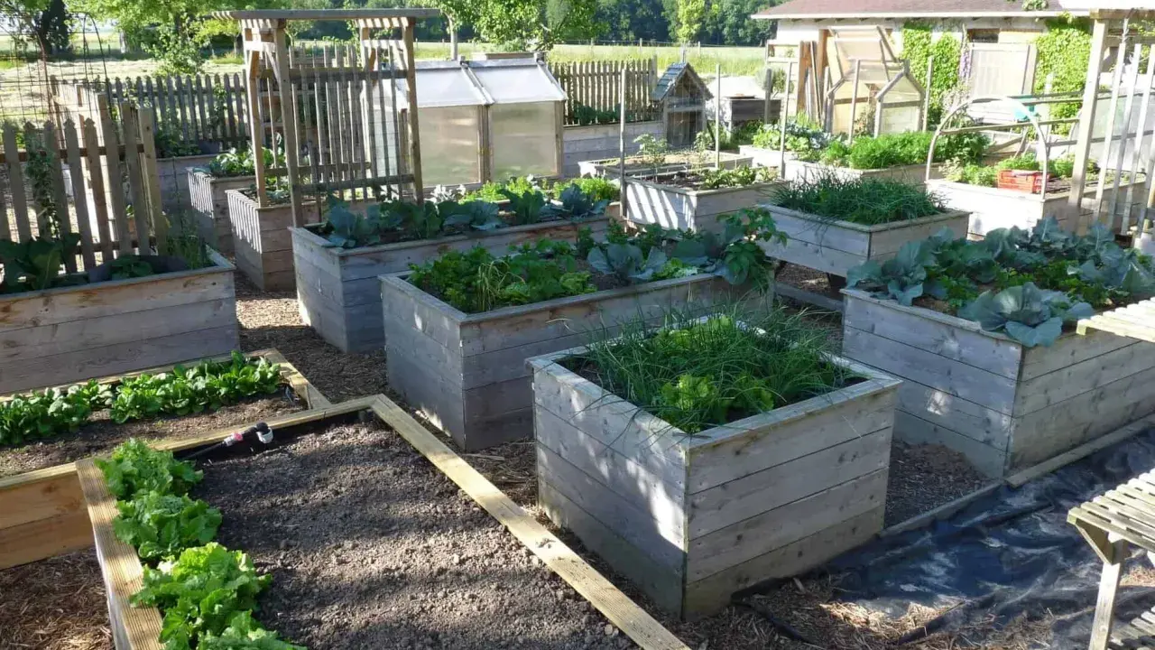 Un petit potager bien entretenu avec des bacs en bois remplis de légumes verts, de choux et d'herbes.