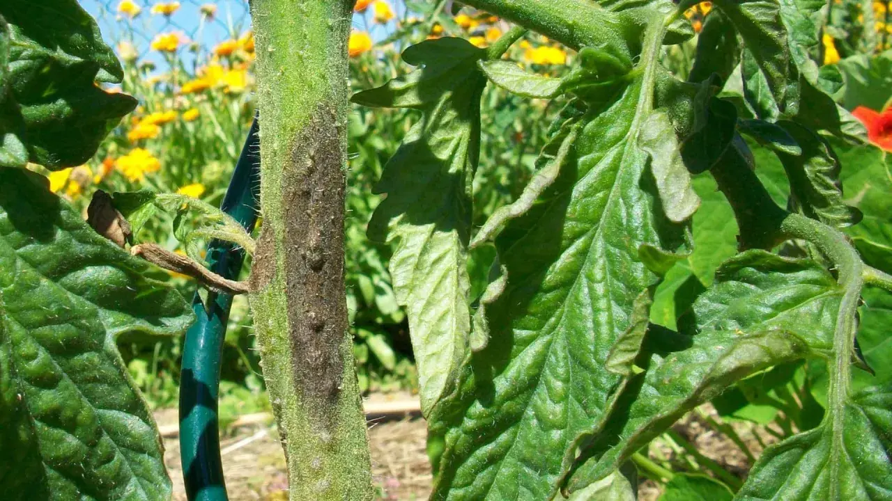 Tige de tomate atteinte par le mildiou, avec des feuilles vertes et un fond de fleurs jaunes.