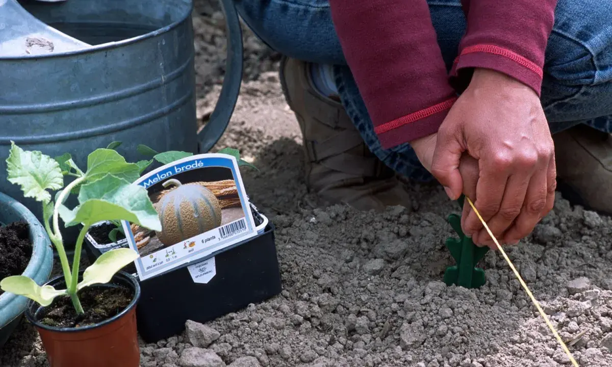 Plantation de semis melon. Une main guide un fil jaune dans la terre, à côté d'une jeune pousse et d'un paquet de graines.