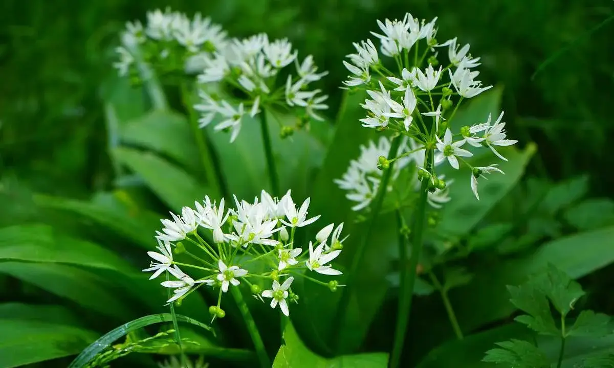 Fleurs blanches délicates de l'ail des ours, plante sauvage prisée pour sa culture et ses usages culinaires.