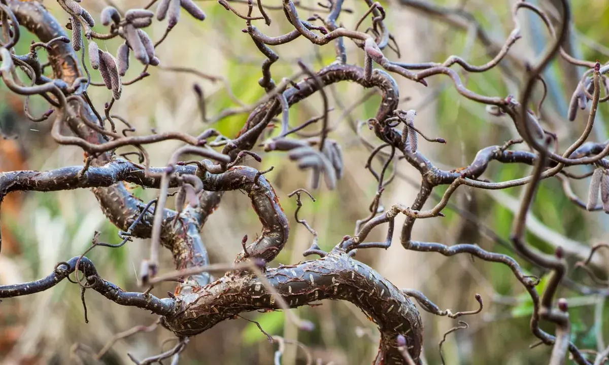 Gros plan sur les branches torsadées d'un saule tortueux, certaines portant des chatons discrets.