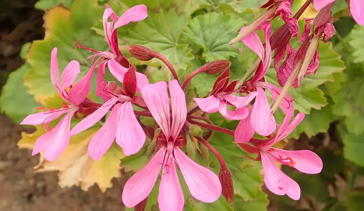 Grappe de fleurs de géranium zonal rose pâle, avec des feuilles vertes dentelées en arrière-plan.