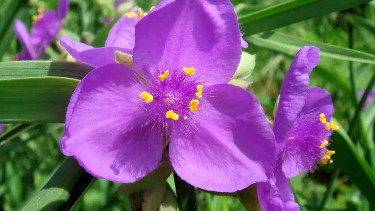 Fleurs violettes de l'éphémère de Virginie, aux pétales doux et aux étamines jaunes éclatantes, se dressent fièrement dans un jardin verdoyant.
