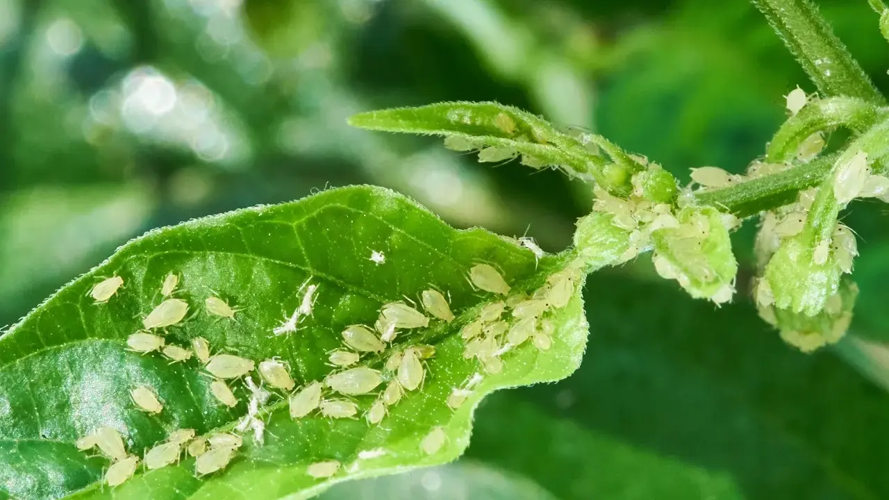 Pucerons sur une feuille, signe d'une haie en maladie. Un traitement est nécessaire pour sauver la plante.