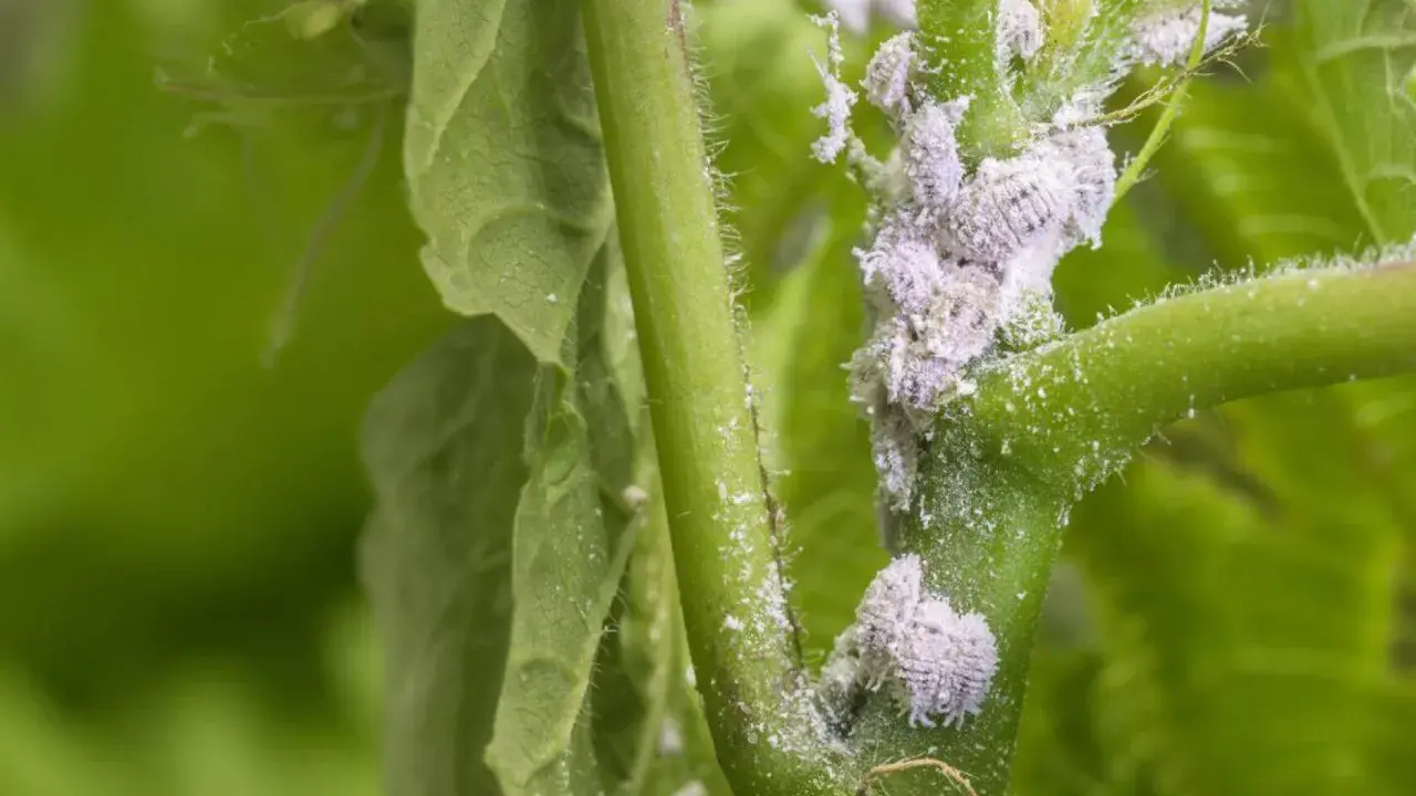 Gros plan sur une tige de plante envahie par des cochenilles cotonneuses, nécessitant un traitement rapide.