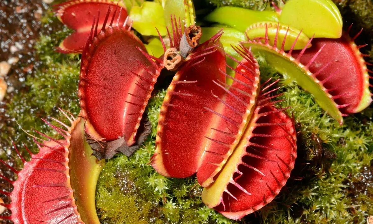 Plante carnivore aux pièges rouges vifs, prête à attraper une mouche.
