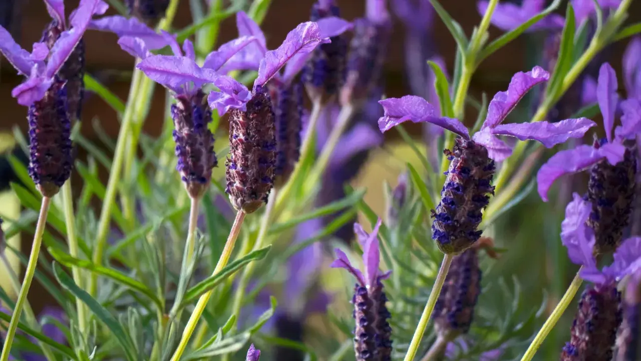 Fleurs de lavande papillon, idéales pour un entretien facile au jardin. Leurs épis violets attirent les pollinisateurs.