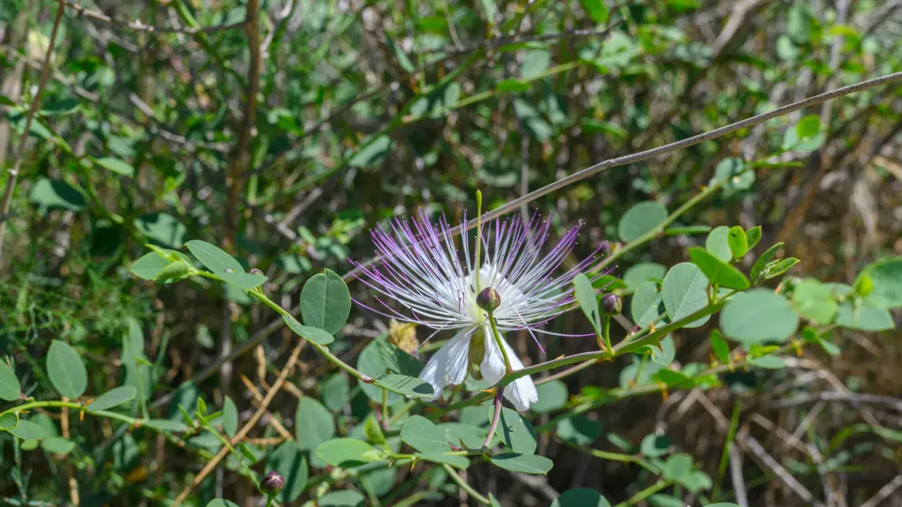 Fleur de câprier blanche et violette, aux longues étamines, épanouie sur un buisson verdoyant.