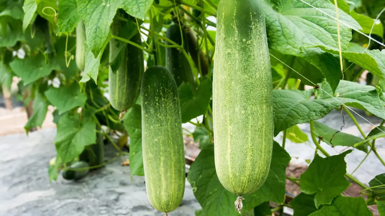 Concombres mûrs pendant à la vigne. Combien de pieds de concombre pour 2 personnes ? Une belle récolte en perspective !
