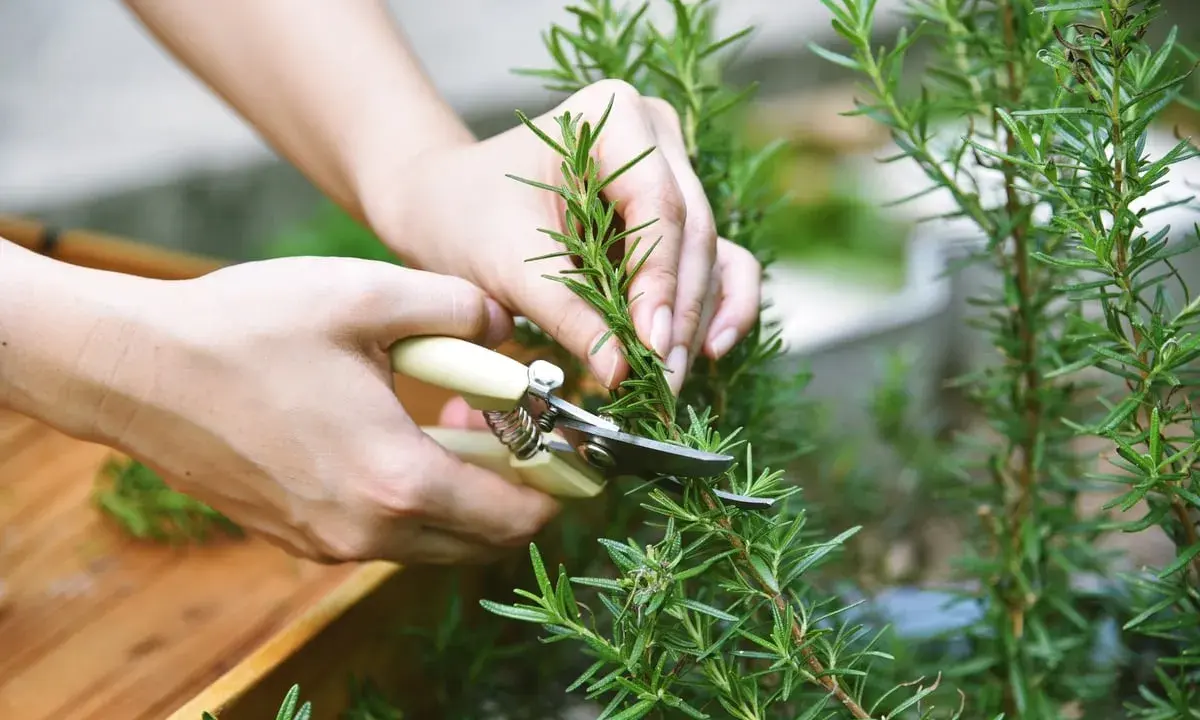 Mains coupant une branche de romarin avec des ciseaux. La récolte du romarin pour la cuisine ou les infusions.