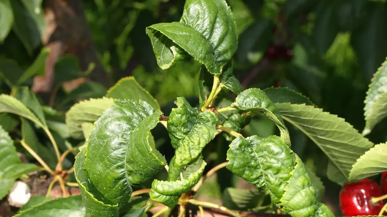 Feuilles de cerisier recroquevillées, signe d'une maladie. Les feuilles sont déformées et plissées, affectant la santé de l'arbre.
