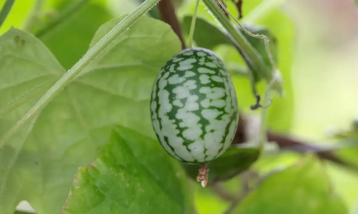 Un petit concombre du Mexique, orné de motifs verts et blancs, pend à une tige entourée de feuilles luxuriantes.