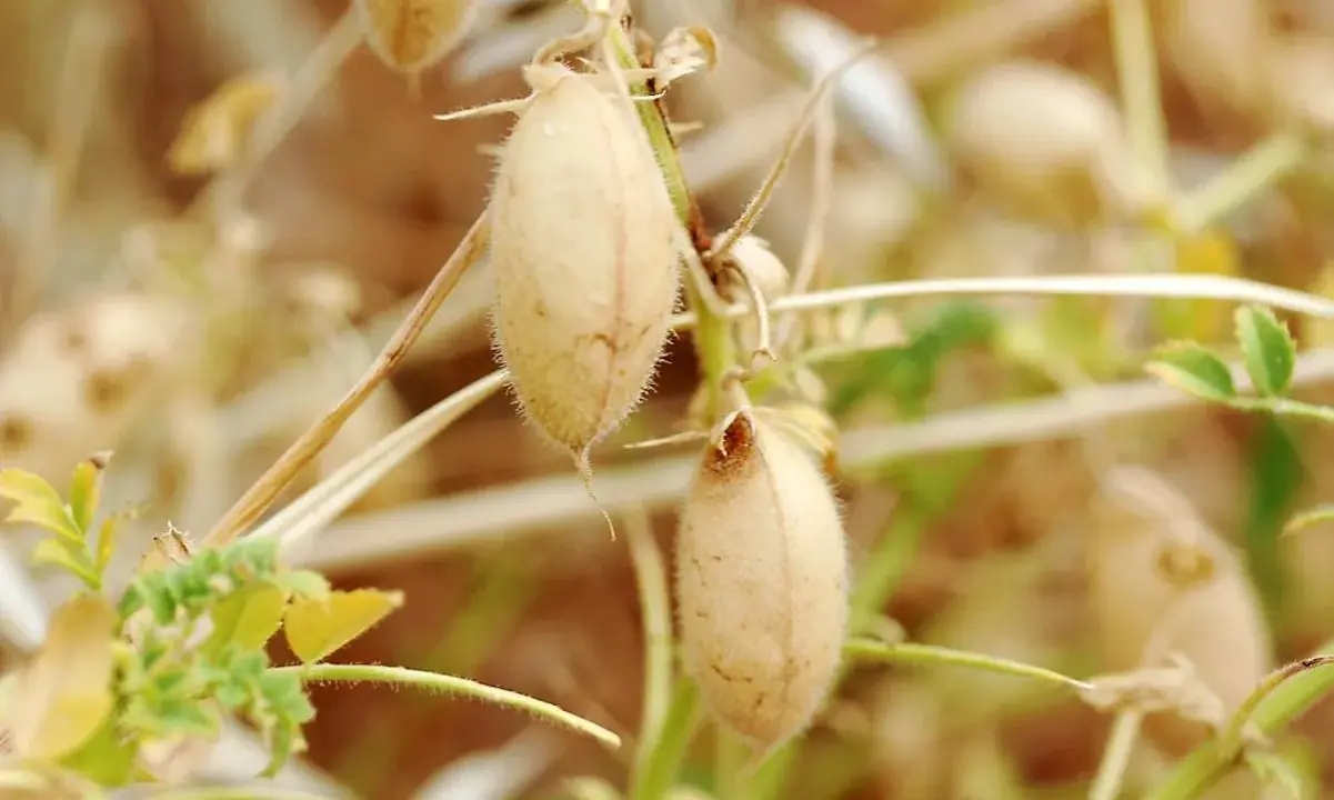 Gousses de pois chiche mûres sur leur tige, prêtes pour la récolte. La culture du pois chiche est essentielle pour l'alimentation.