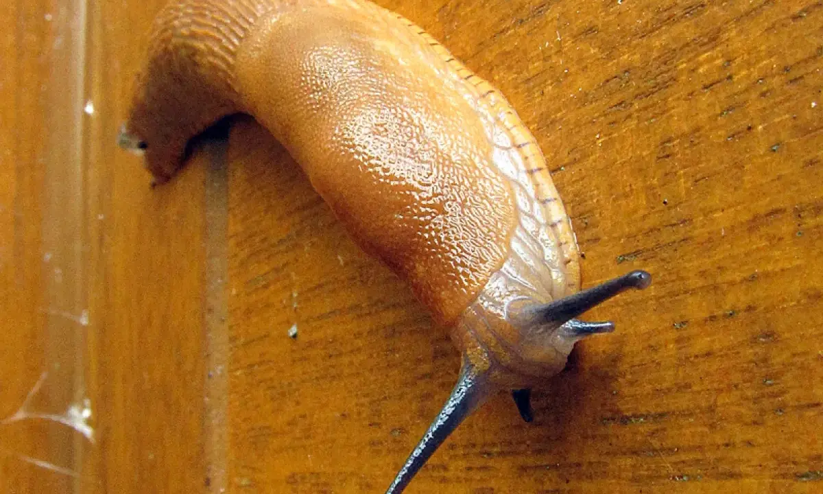 Une limace orange grimpe sur une surface en bois. Une invasion de limaces, pourquoi tant de ces créatures rampantes ?