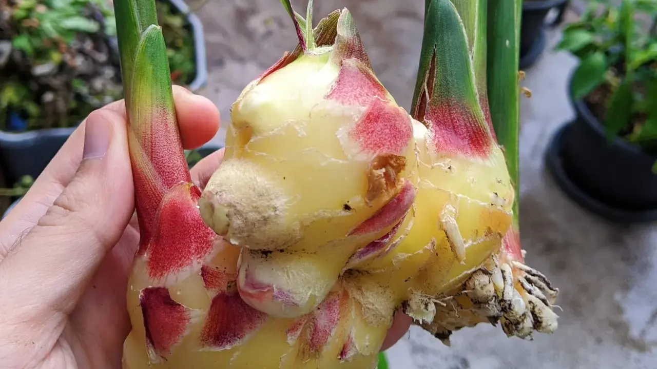Main d'une personne tenant une plante de gingembre fraîchement récoltée, avec des rhizomes jaunes et des touches de rouge à la base des tiges vertes.
