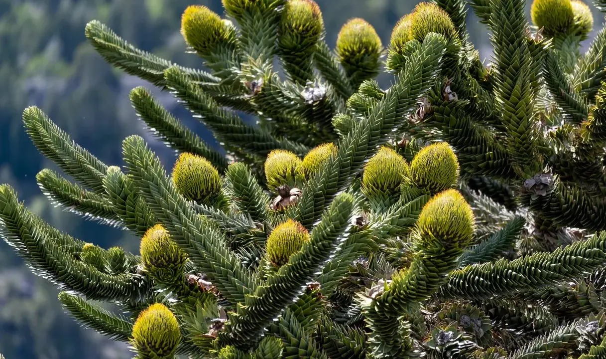 Gros plan sur les cônes et les aiguilles d'un Araucaria, une des variétés de pins et sapins aux formes uniques.