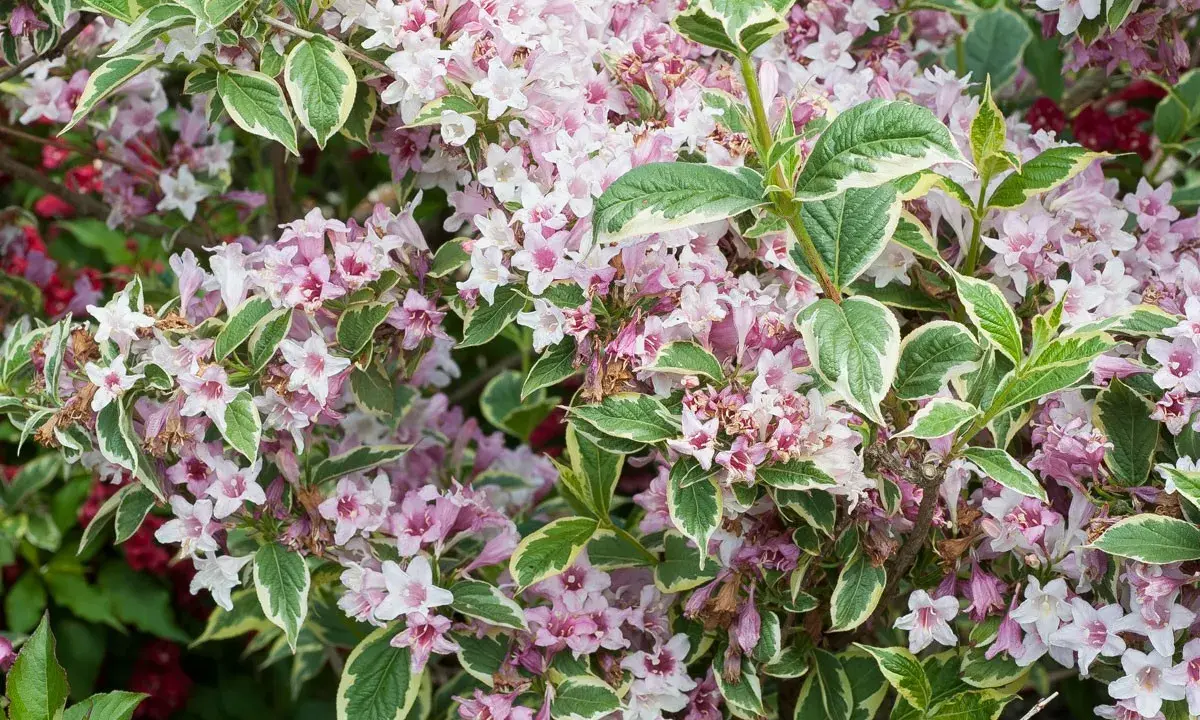 Gros plan sur un arbuste de weigelia aux fleurs roses et blanches, avec un feuillage panaché vert et blanc. Sa hauteur est idéale pour un massif.