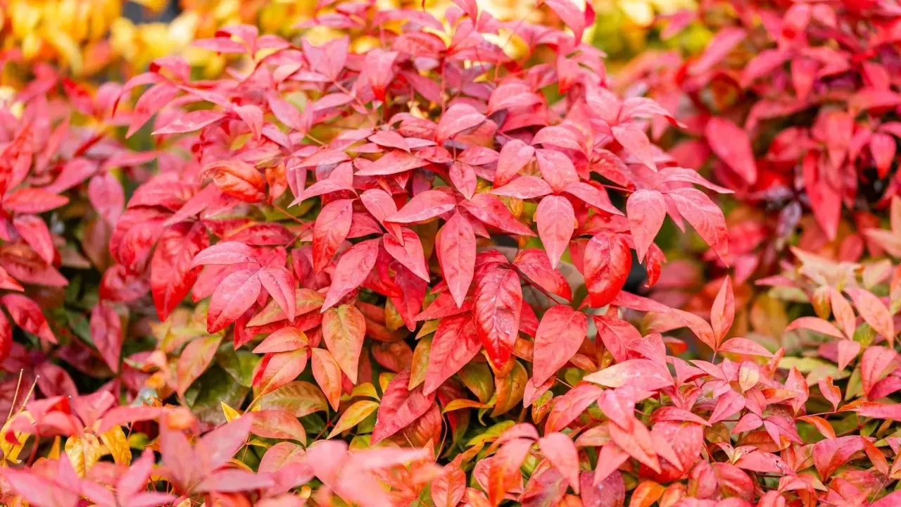 Feuillage d'un bambou sacré aux teintes rouges et orangées, évoquant la chaleur de l'automne.