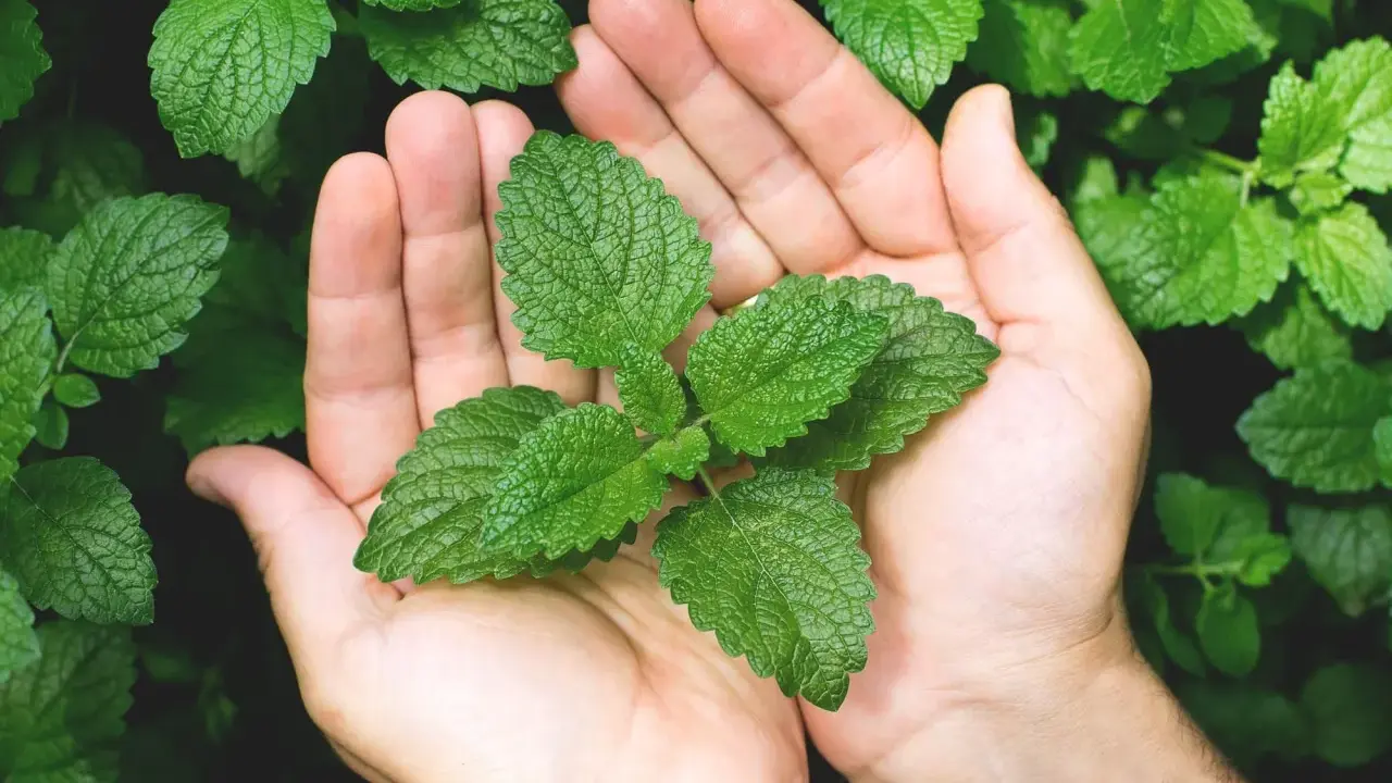 Mains tenant une jeune pousse de menthe, prête à la planter. Les feuilles vertes et dentelées promettent une belle récolte.
