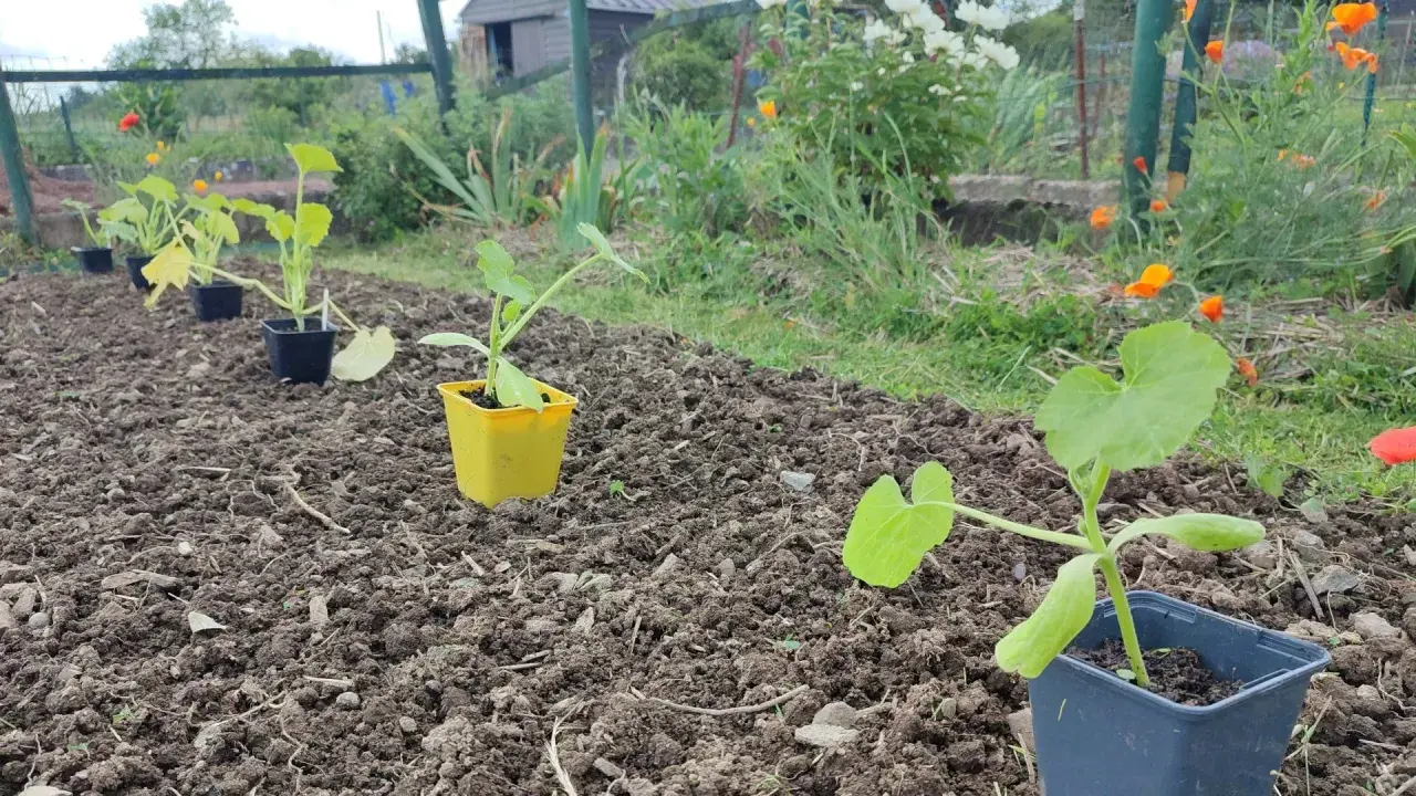 Jeunes plants de courgette prêts à être repiqués dans le potager. Le sol est préparé, les fleurs de coquelicot annoncent l'été.