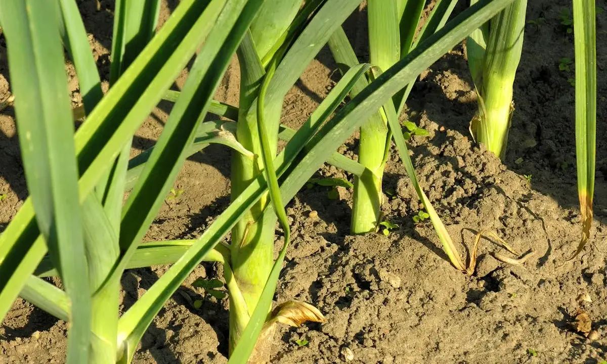 Des poireaux plantés à bonne distance dans la terre, leurs longues feuilles vertes se dressent fièrement.