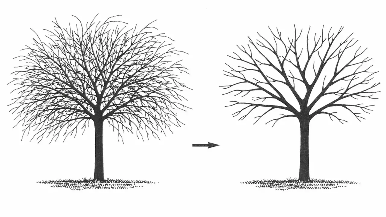 Illustration montrant un arbre touffu avant et un arbre élagué après. C'est une bonne idée pour savoir quand tailler les arbres fruitiers.