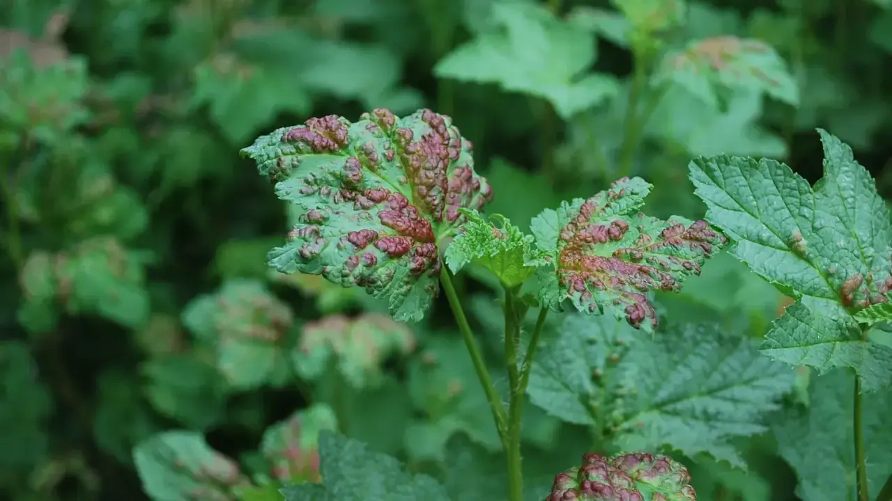 Feuilles vertes atteintes de cloques rouges, signe d'une maladie nécessitant un traitement. Le traitement cloque du pêcher est essentiel pour la santé des plantes.