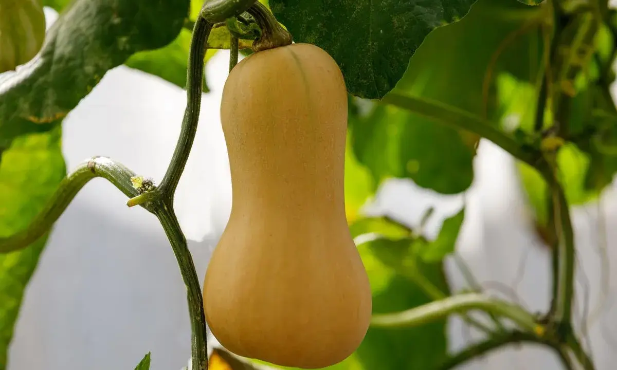 Courge butternut mûre, suspendue à sa tige verte, entourée de feuilles luxuriantes.