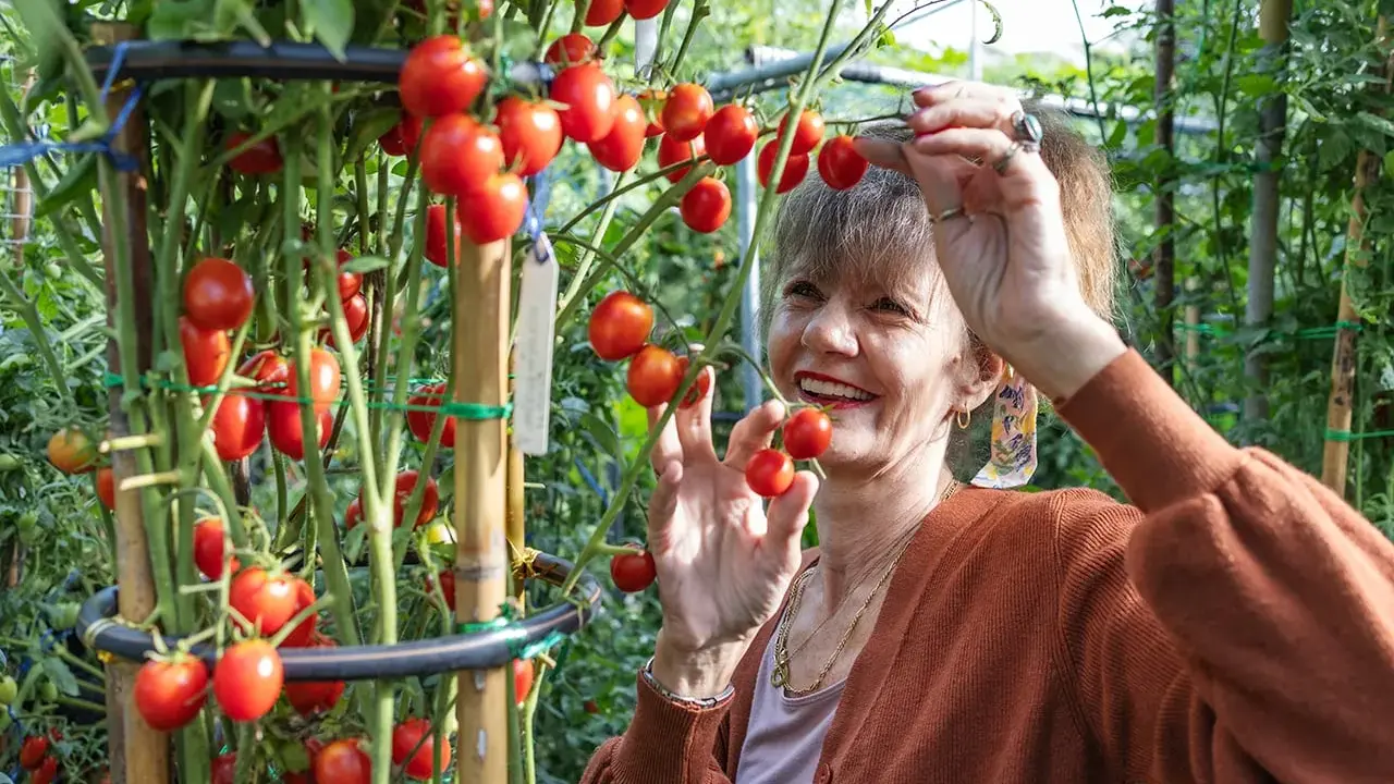 Une femme souriante cueille des tomates cerises mûres dans un jardin. Elle semble gourmande et prête à déguster ces fruits frais.