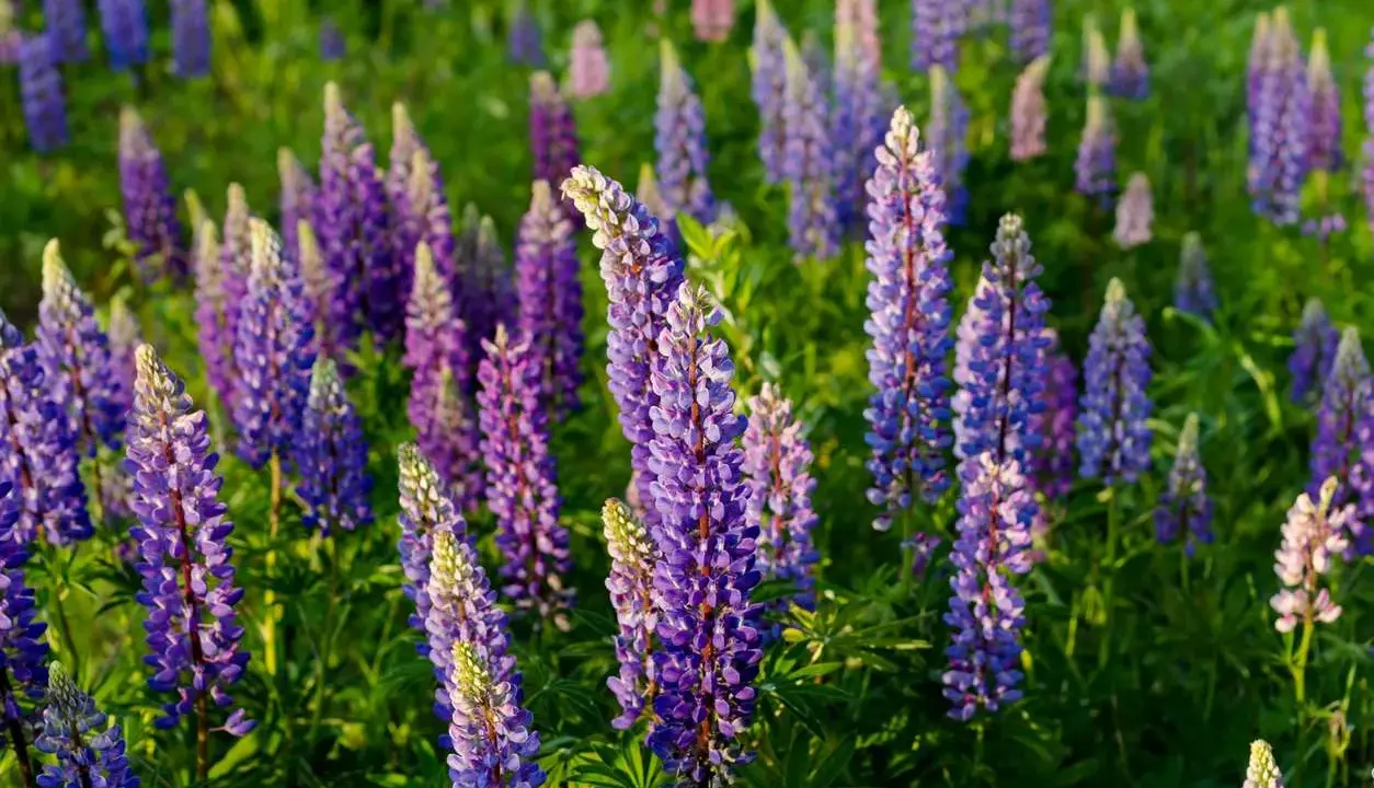 Champ de lupins fleurs aux teintes violettes et bleues, baigné par la lumière du soleil.