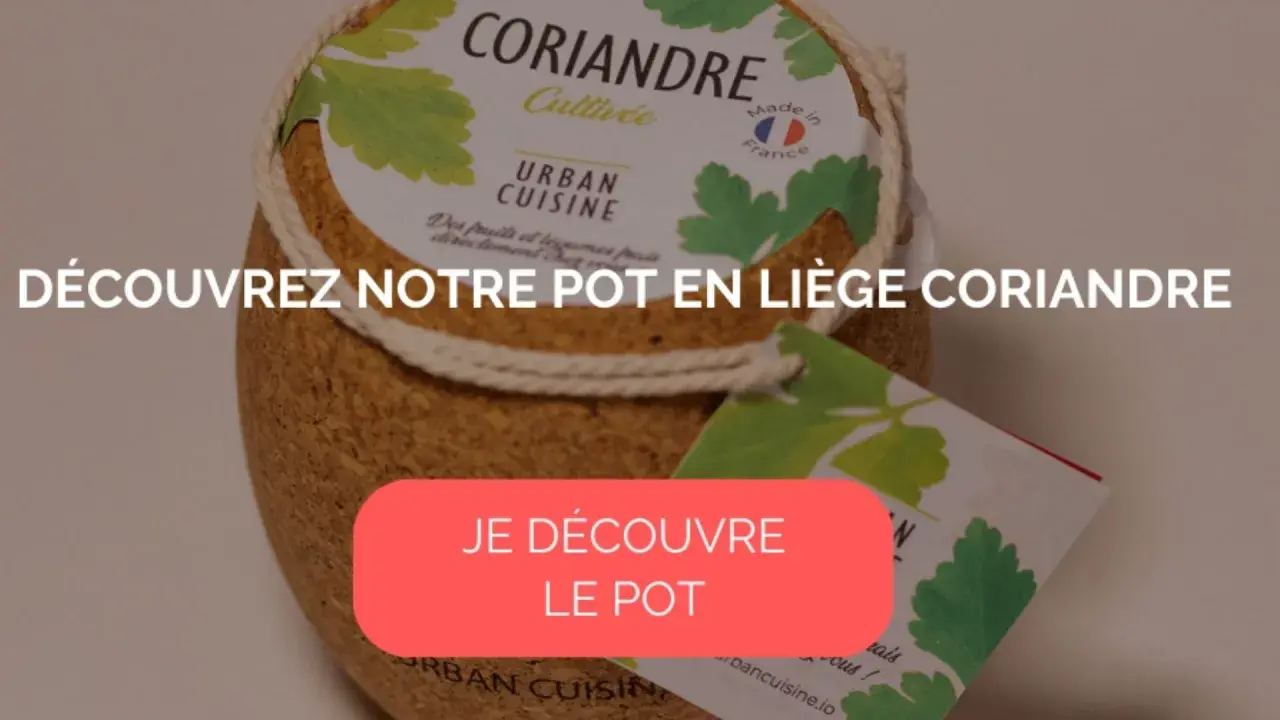 Pot en liège pour cultiver de la coriandre, idéal pour un potager urbain.