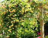 Une **plante grimpante croissance rapide** aux fleurs jaunes éclabousse une pergola en bois. Le feuillage dense est parsemé de grappes de fleurs en trompette.