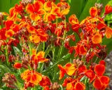Un bouquet de giroflées des jardins aux teintes orangées et rouges éclatantes, leurs pétales délicats dansant sous le soleil.