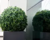 Un buis en pot, taillé en sphère parfaite, se reflète dans une vitre.