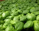 Un champ dense de basilic grand vert, ses feuilles brillantes formant une mer d'un vert éclatant, promettant des saveurs estivales.