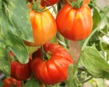 Gros plan sur des tomates mûres, certaines orangées, d'autres rouges, sur leur pied. Ces tomates sans pépins promettent une chair savoureuse.