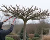 Un homme taille un mûrier platane avec des sécateurs. L'arbre est en forme de parasol, ses branches nues s'étendent vers le ciel gris.