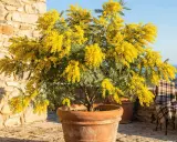 Un magnifique mimosa en pot, éclatant de fleurs jaunes, sur une terrasse en pierre avec un plaid sur une chaise.