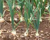Planter les oignons - Réussir sa récolte à coup sûr !